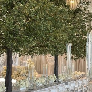 Olive Tree