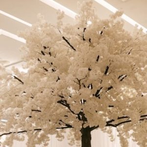 White Cherry Blossom Tree